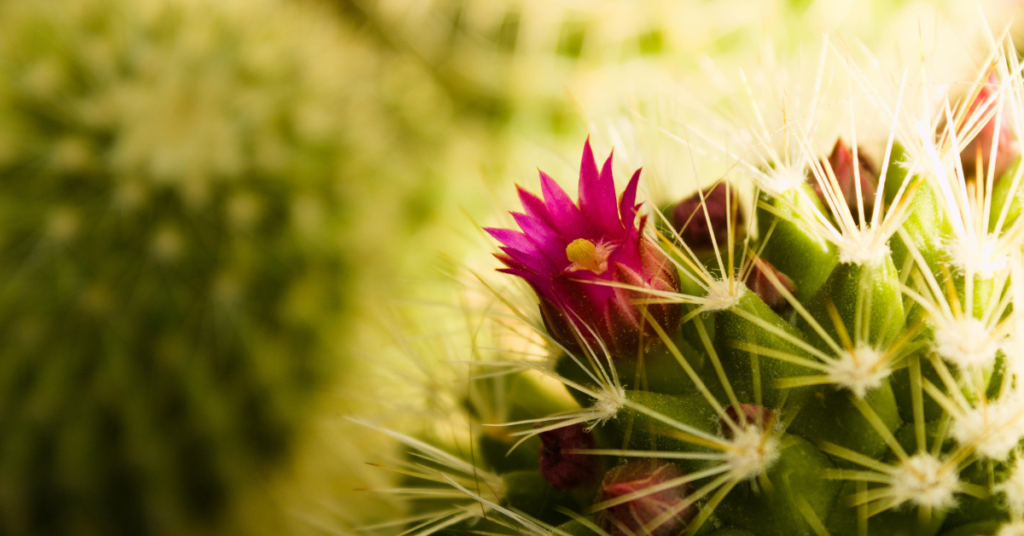 Pink flower on cactus Ketamine Therapy in Chandler, AZ