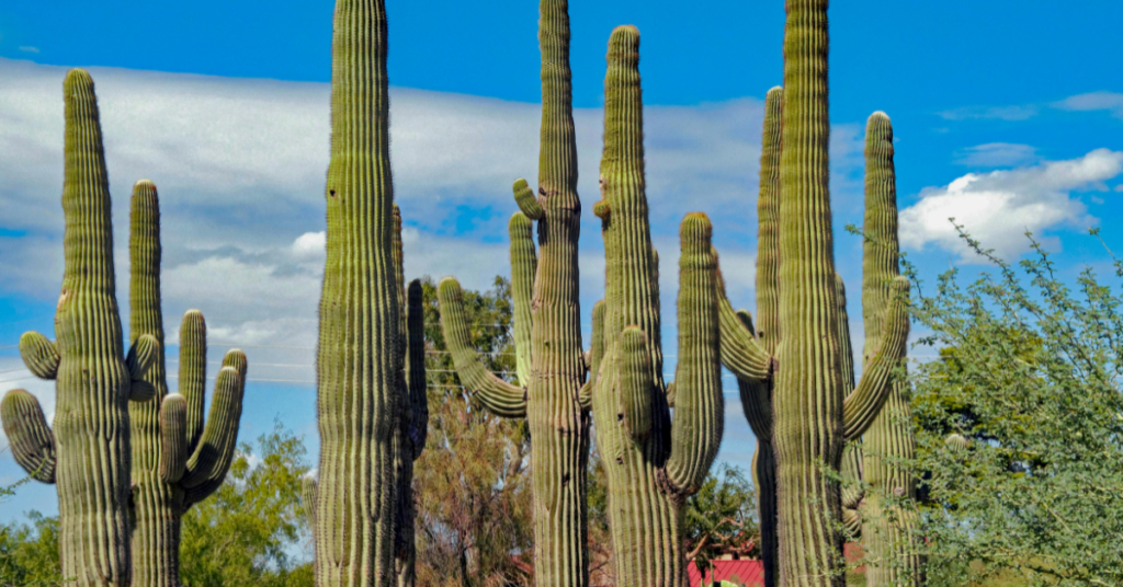 Group of Tall Cacti - Ketamine Therapy in Chandler, AZ