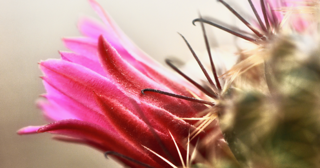 Pink flower on cactus PTSD Therapy in Chandler, AZ