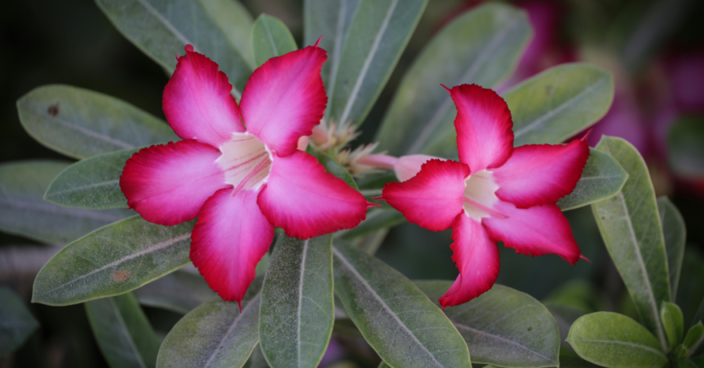 Two Pink Cactus Flowers ADHD Evaluation and Treatment in Chandler, AZ